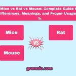 Mice vs Rat vs Mouse